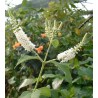 Buddleia paniculata