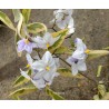 Solanum jasminoide variegata