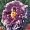 Paeonia arborea lavender - pivoine en arbre