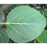 Ficus bengalensis krishnae