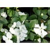 Impatiens goutte de sang blanche