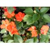 Impatiens goutte de sang orange