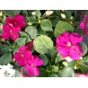 Impatiens goutte de sang rose