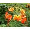 Caesalpinia gilliesi