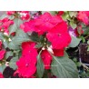 Impatiens goutte de sang rouge