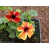 Thunbergia tangerine