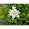 Gardenia celestial star