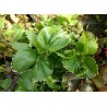 Acalypha white picotee