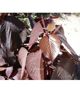 Acalypha blackie
