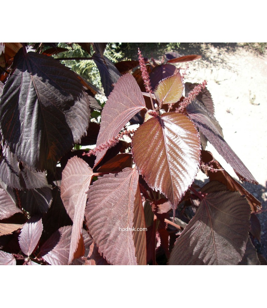 Acalypha blackie