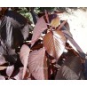 Acalypha chocolate