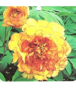 Paeonia arborea souvenir prof maxime cornu - pivoine en arbre
