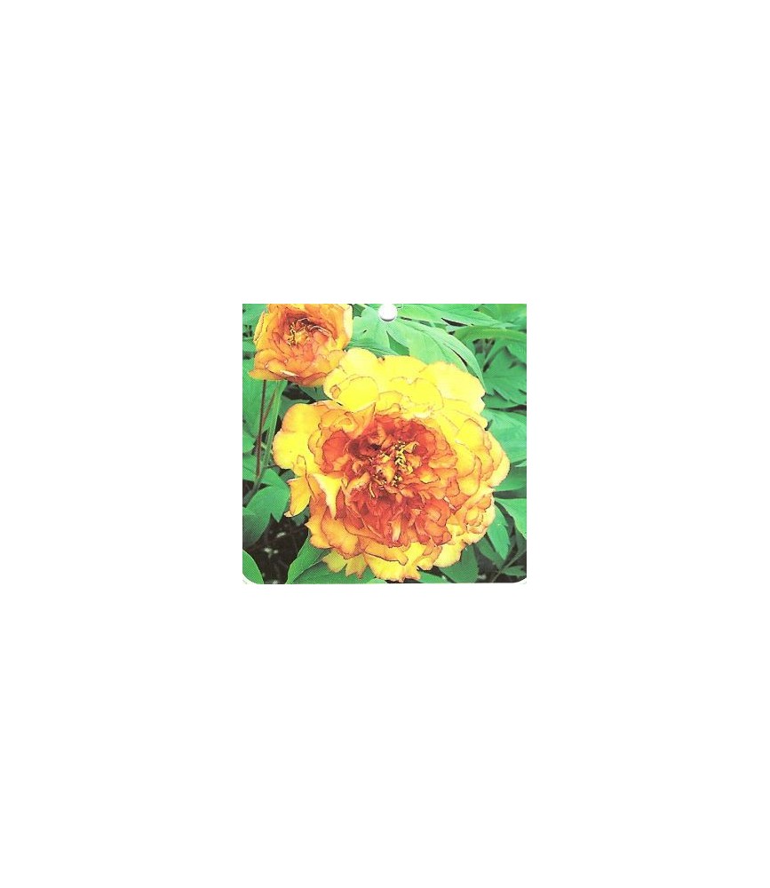 Paeonia arborea souvenir prof maxime cornu - pivoine en arbre