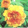 Paeonia arborea souvenir prof maxime cornu - pivoine en arbre
