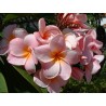 Plumeria frangipanier rose