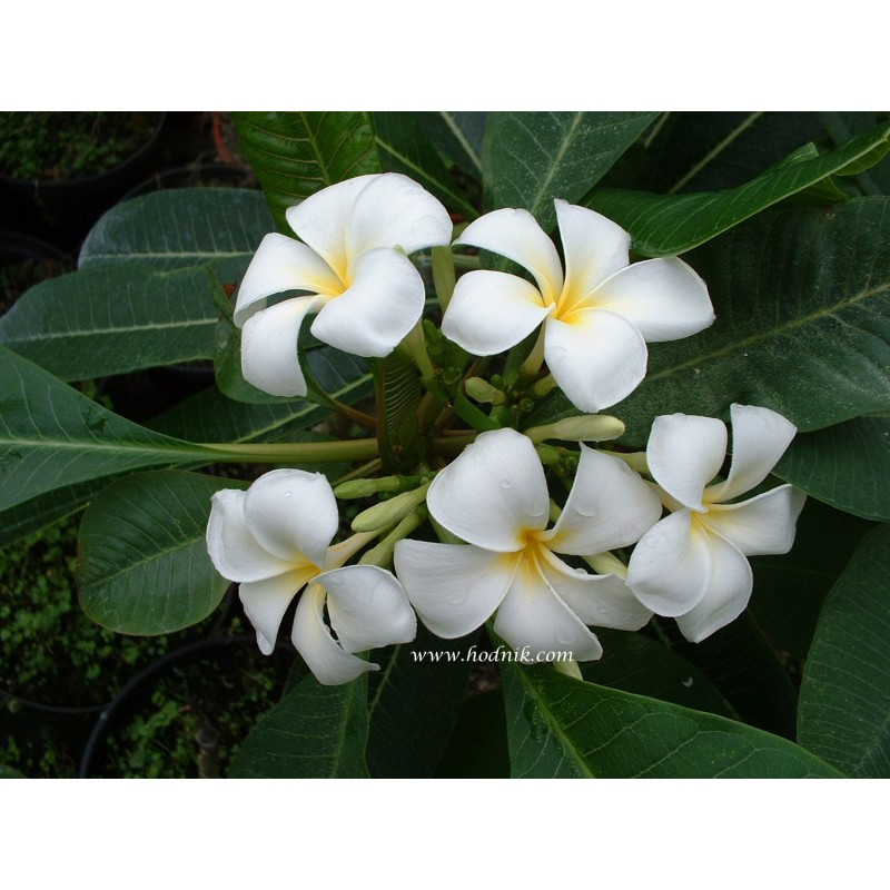 Plumeria frangipanier blanc