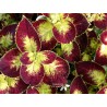 Coleus saturne