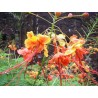 Caesalpinia pulcherrima