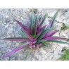 Roheo discolor