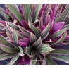 Roheo discolor variegata
