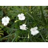 Ruellia brittoniana alba