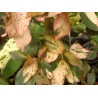 Acalypha jungle coatl