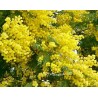 Acacia dealbata