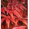 Acer palmatum atropurpureum