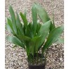 Aspidistra eliator