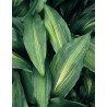 Aspidistra variegata