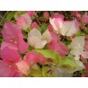 Bougainvillea beggum sikkander