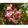 Bougainvillea chitra