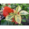 Bougainvillea dauphine