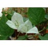 Bougainvillea jamaica white