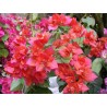 Bougainvillea klong fire