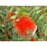 Callistemon laevis