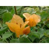 Bougainvillea lady mary baring