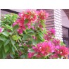 Bougainvillea mini thai