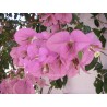 Bougainvillea rose vif san diego