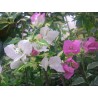 Bougainvillea turkish delight Bougainvillea turkish delight
