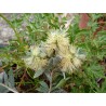 Callistemon white anzac