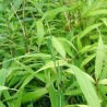 Bambou pseudosasa japonica