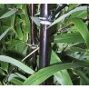 Bambou phyllostachis nigra