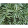Bambou fortunei variegata