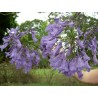 Jacaranda mimoseifolia