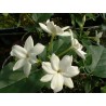 Jasmin sambac