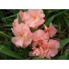 Nerium oleander provence - laurier rose