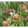 Pecher de vigne