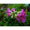 Podranea ricasoliana violacea