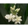 Polyanta tuberosa